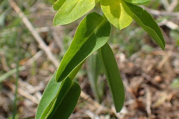 Euphorbia verrucosa