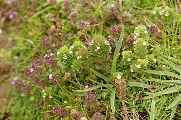 Upland eyebright