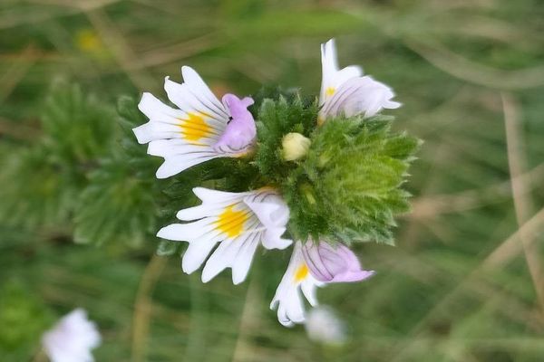 Euphrasia hirtella