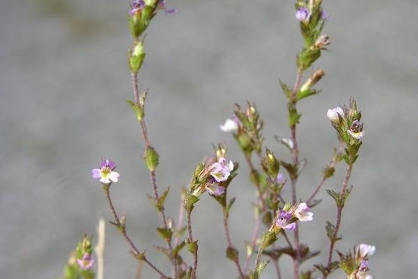 Northern eyebright