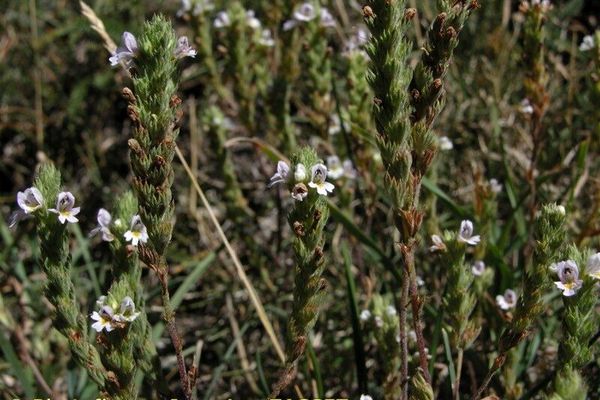 Euphrasia pectinata