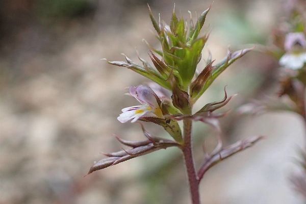 Irish eyebright
