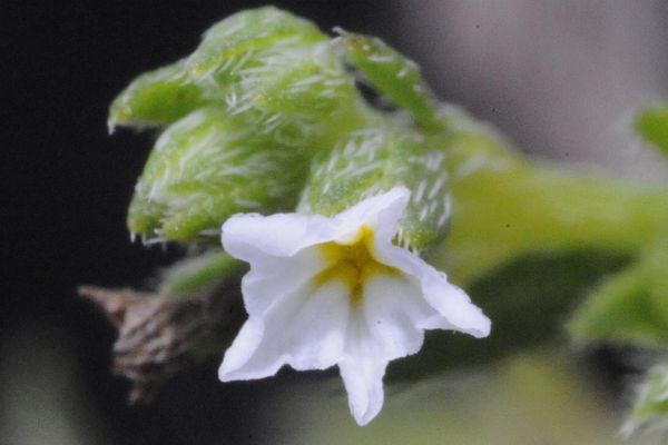 Euploca strigosa