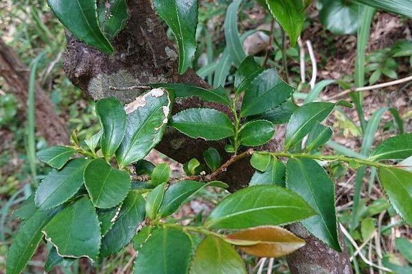 Eurya japonica