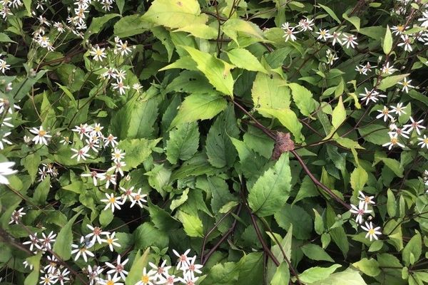 White wood aster