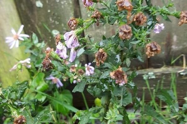 Bigleaf aster