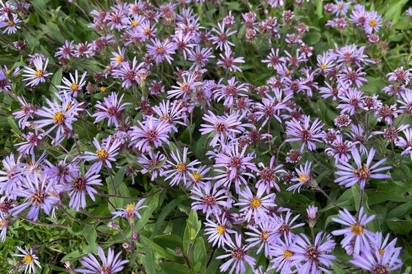 Arctic aster