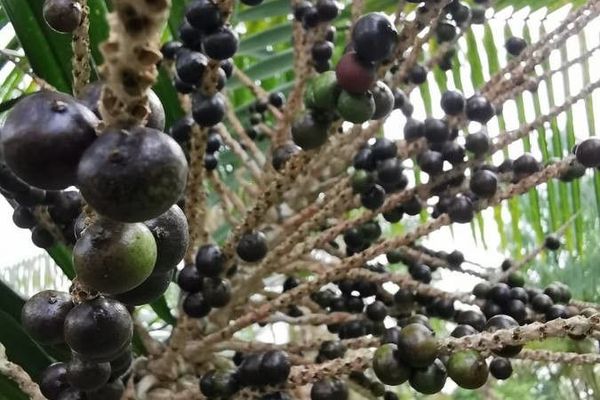 Assai palm