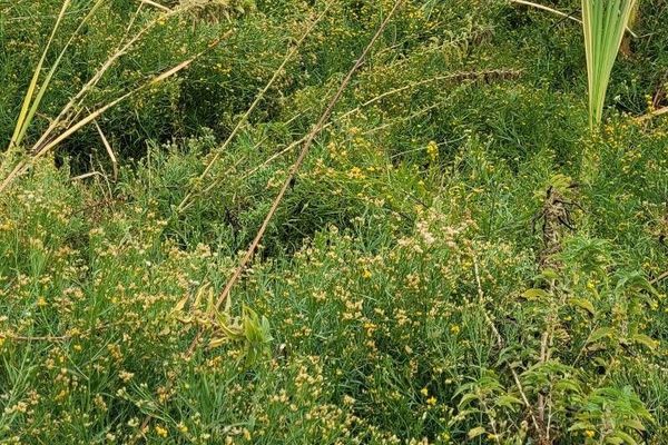 Common goldentop
