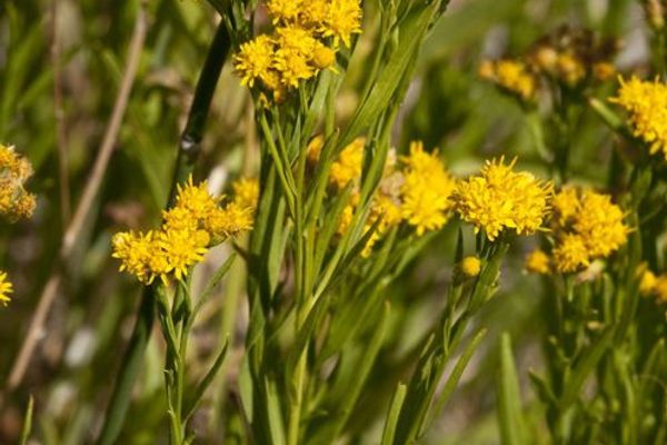 Western-goldenrod