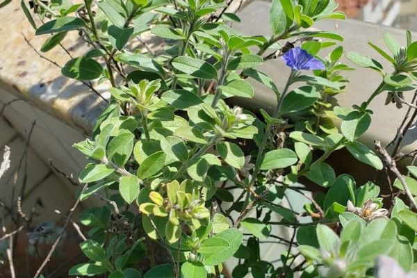 Dwarf-morning-glory