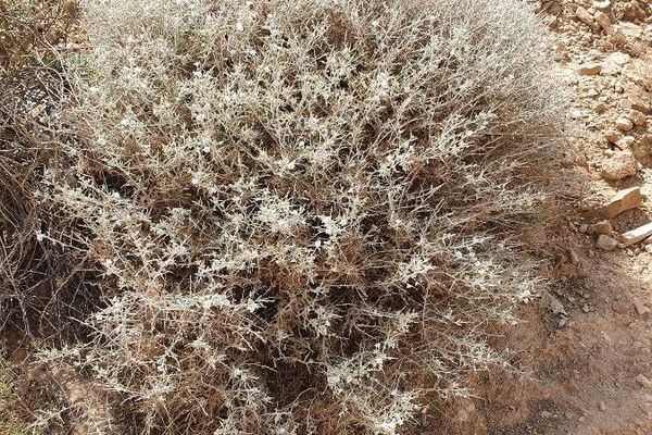 Silver dwarf morning-glory