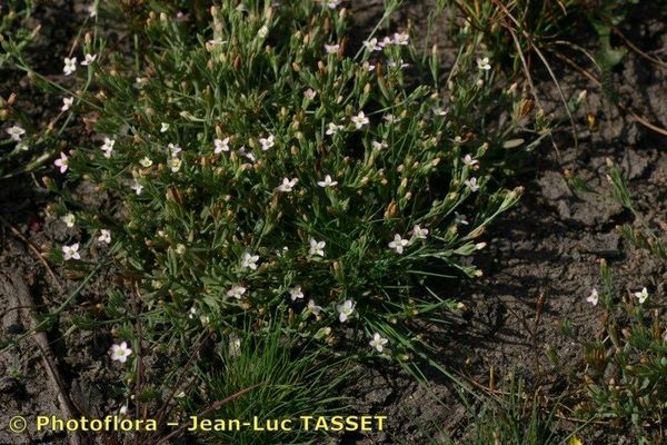 Guernsey centaury