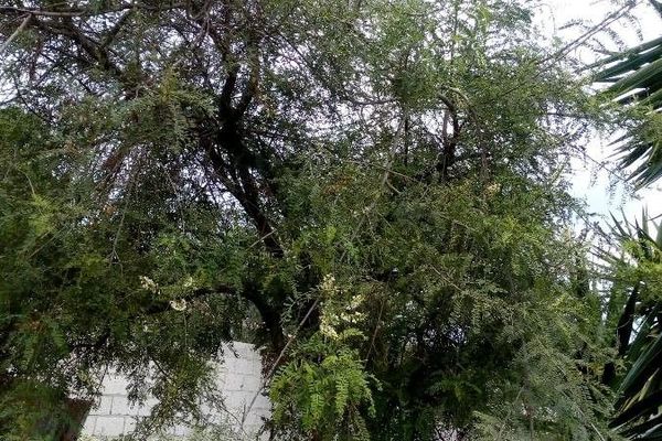 Kidneywood