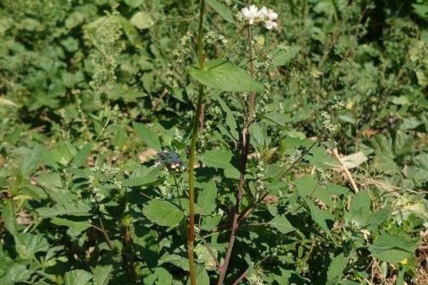 Silverhull buckwheat