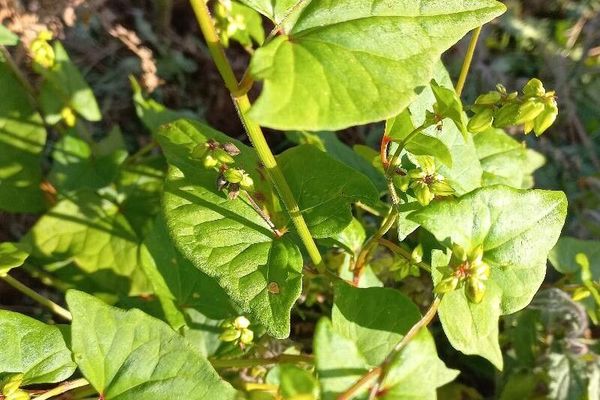 India buckwheat