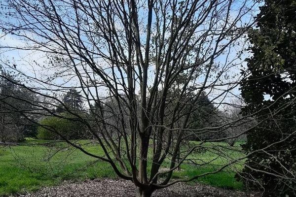 Japanese beech