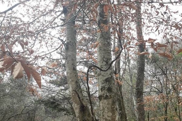 American beech