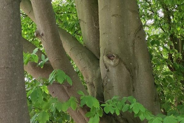 Oriental beech