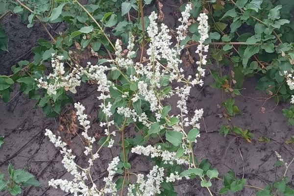 Chinese fleecevine