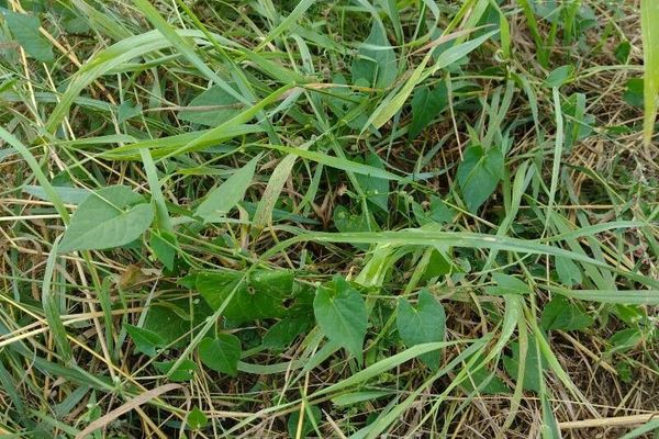 Black bindweed