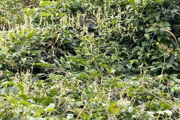 Copse-bindweed
