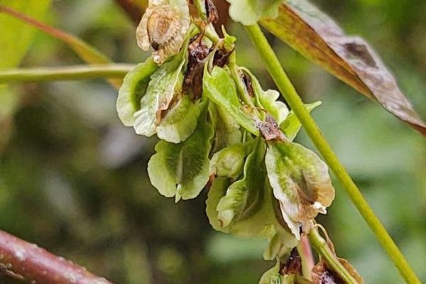 Climbing false buckwheat