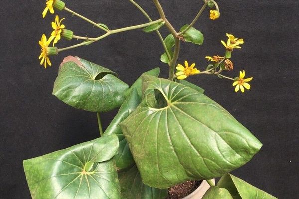 Leopardplant