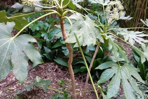 Japanese fatsia