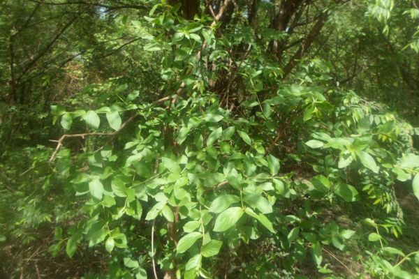 Feretia apodanthera