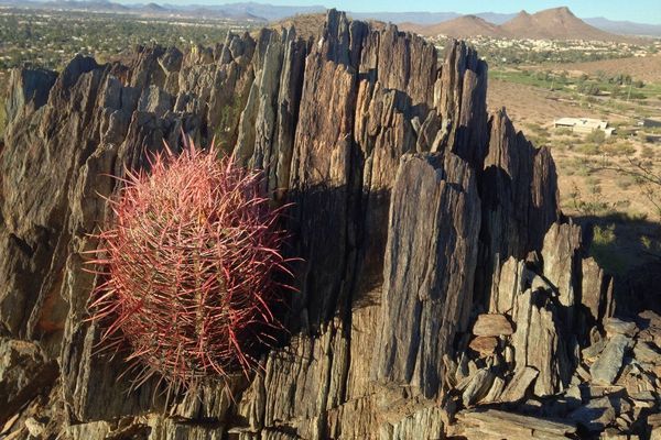 Le conte barrel cactus