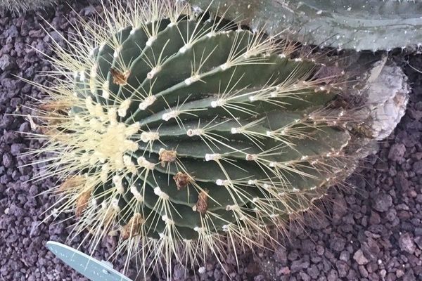 San diego barrelcactus