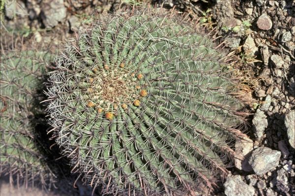 Arizona barrel cactus