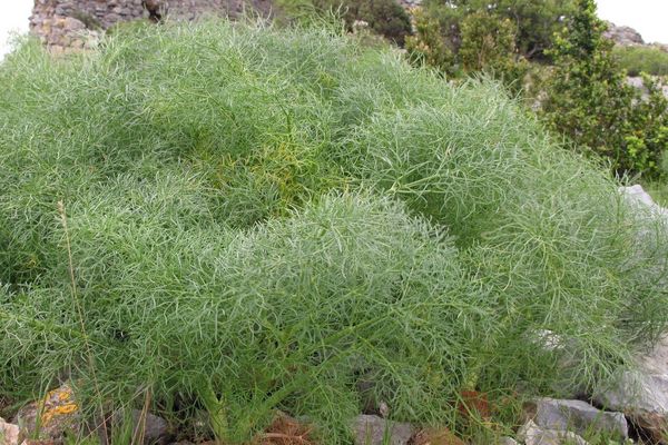 Common giant-fennel