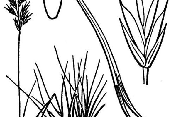 Festuca alpina