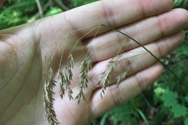 Wood fescue