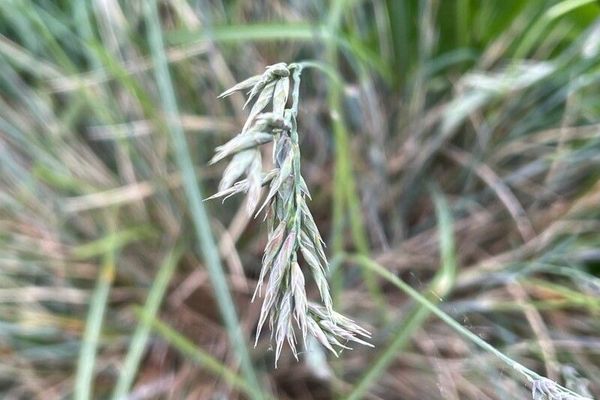 Amethyst fescue