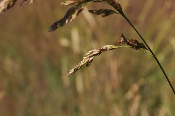 Reed fescue