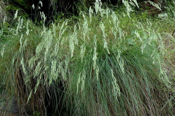 Field fescue