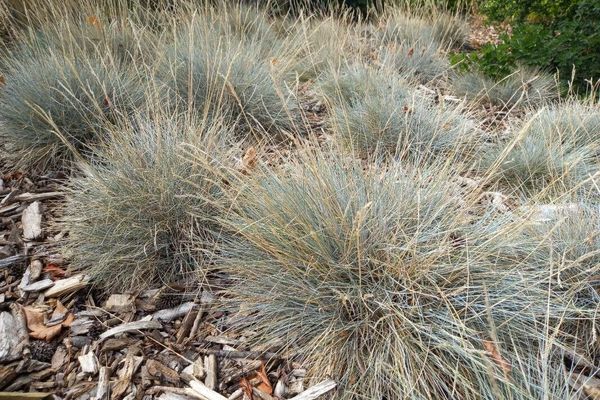 Blue fescue