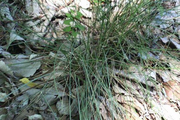 Festuca duriotagana