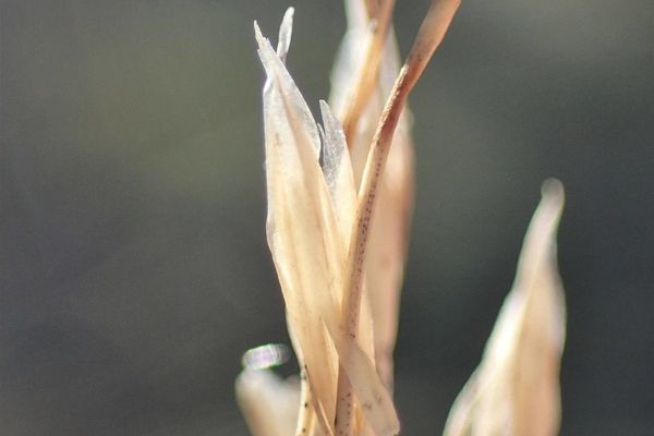 Festuca eskia