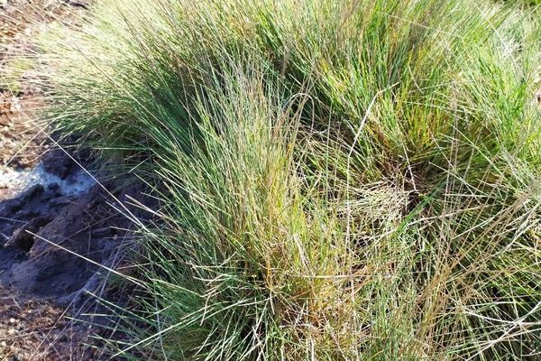 Fine-leaf sheep fescue