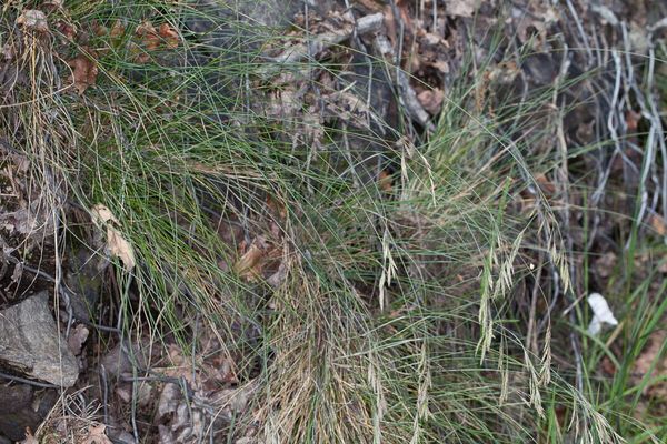 Festuca flavescens