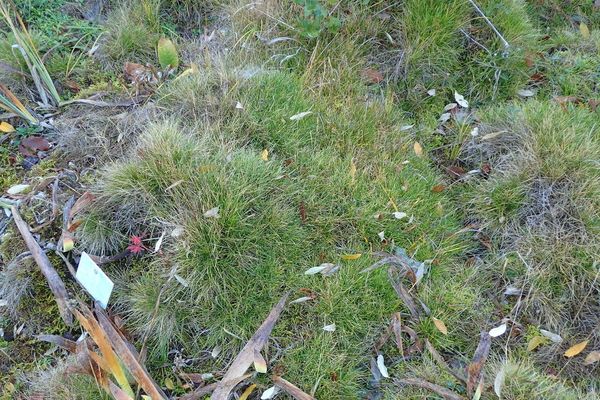 Spiky fescue