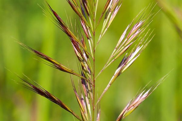 Geniculate fescue