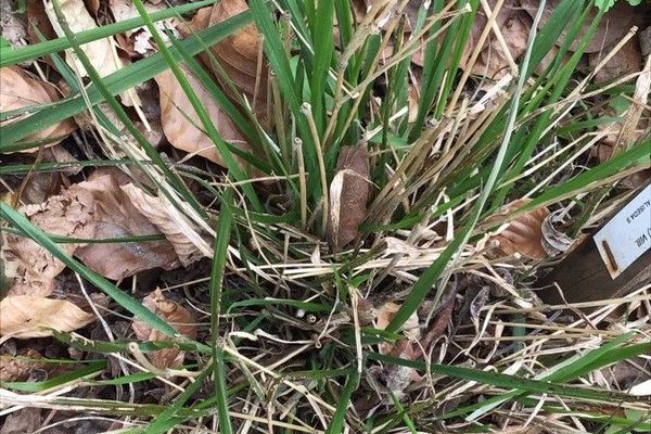Giant fescue