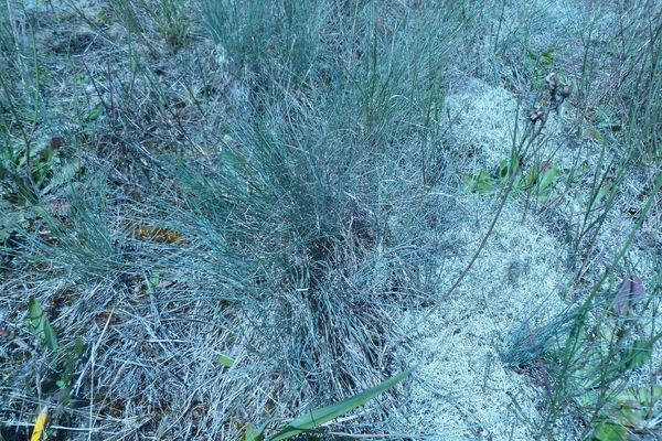Idaho fescue