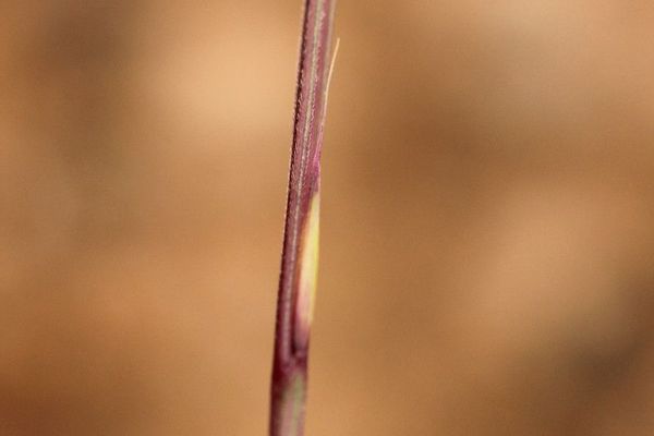 Bristle-tail grass