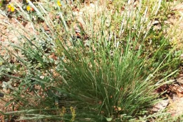 Festuca indigesta